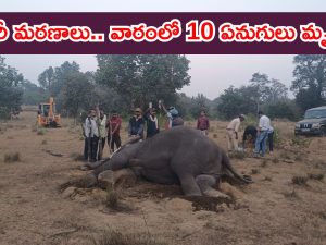 Elephants Die in MP : వారంలో పది ఏనుగులు మృతి.. కడుపులో విషం గుర్తింపు.. ఏం జరిగింది.?