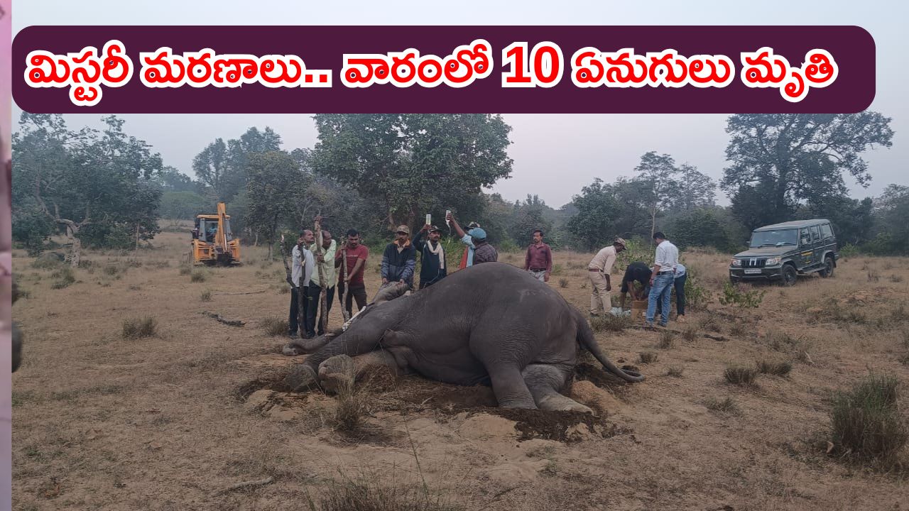 Elephants Die in MP : వారంలో పది ఏనుగులు మృతి.. కడుపులో విషం గుర్తింపు.. ఏం జరిగింది.?