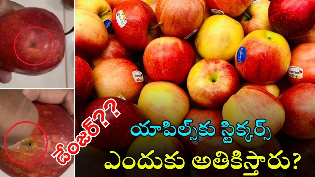 Apples: ఓ మై గాడ్.. యాపిల్ స్టిక్కర్స్ వెనుక రంథ్రాలు, విషాన్ని ఇంజెక్ట్ చేస్తున్నారా? ఈ వైరల్ వీడియో చూశారా ?